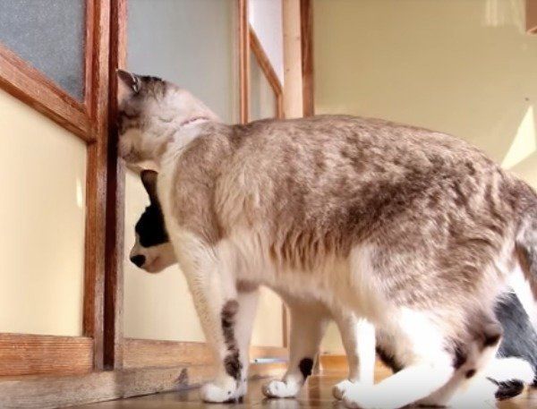 出だり入ったりニャンズ