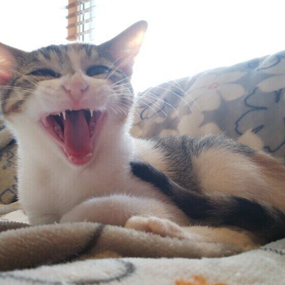 大きな口を開ける猫