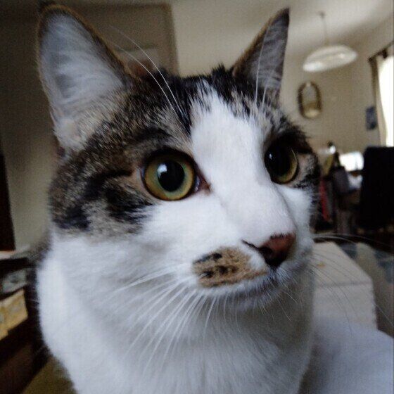 がんもくん（MIX）