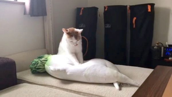 セクシー大根抱き枕にフミフミするタルトくん