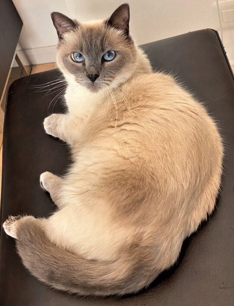 画像／2020年8月号「毛柄トリビア１０」