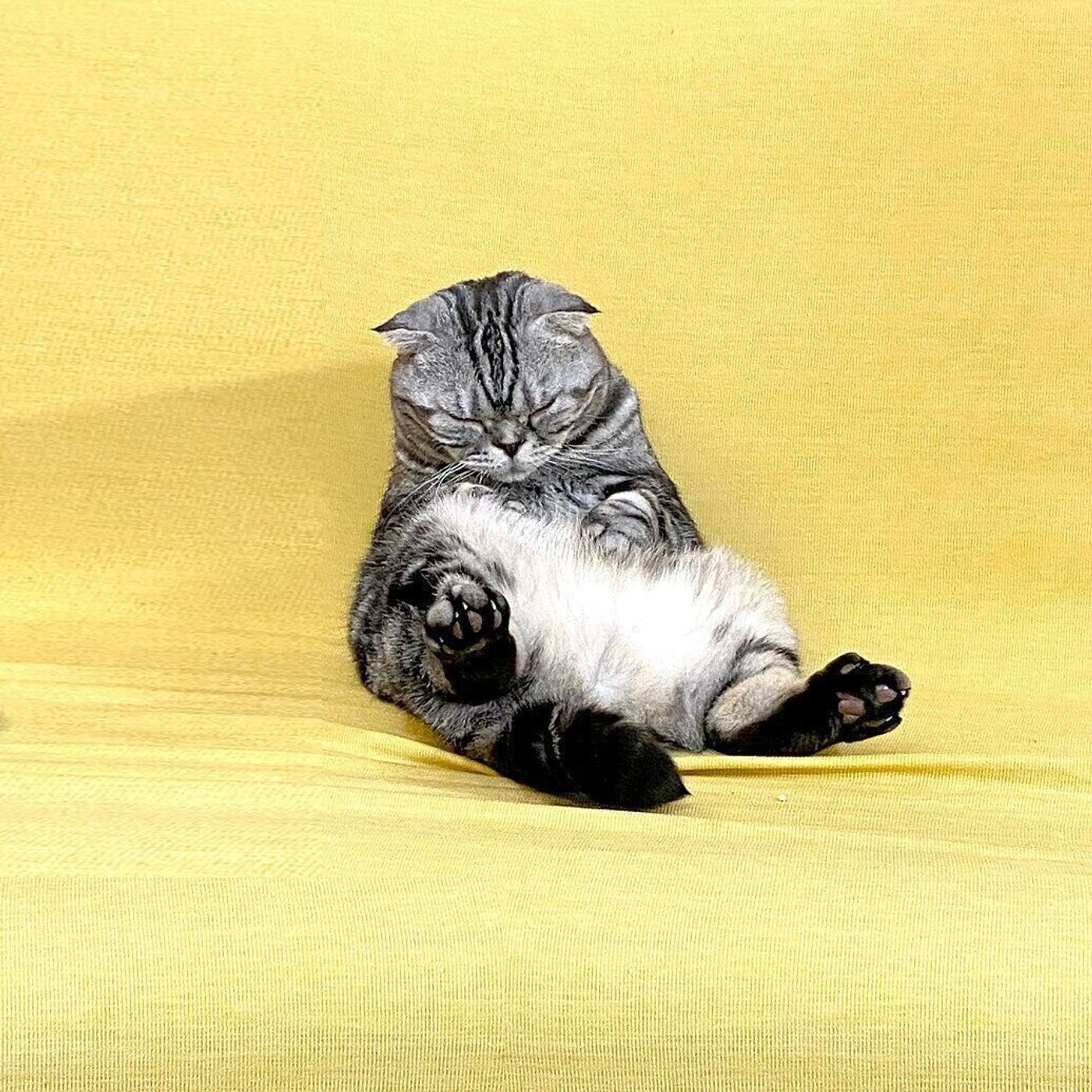 よっこいしょ の声が聞こえる はかない夢のキャットタワーのお話 連載 渋ネコししまるさん ねこのきもちweb Magazine よっこいしょ の声が聞こえる はかない夢のキャットタワーのお話 連載 渋ネコししまるさん ねこのきもちweb Magazine