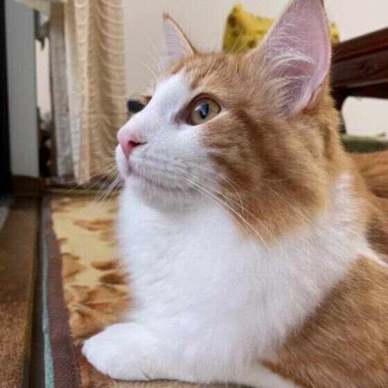 見上げるノルウェージアンフォレストキャット