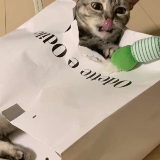 アメリカンショートヘア・めいちゃん・紙袋で遊ぶ