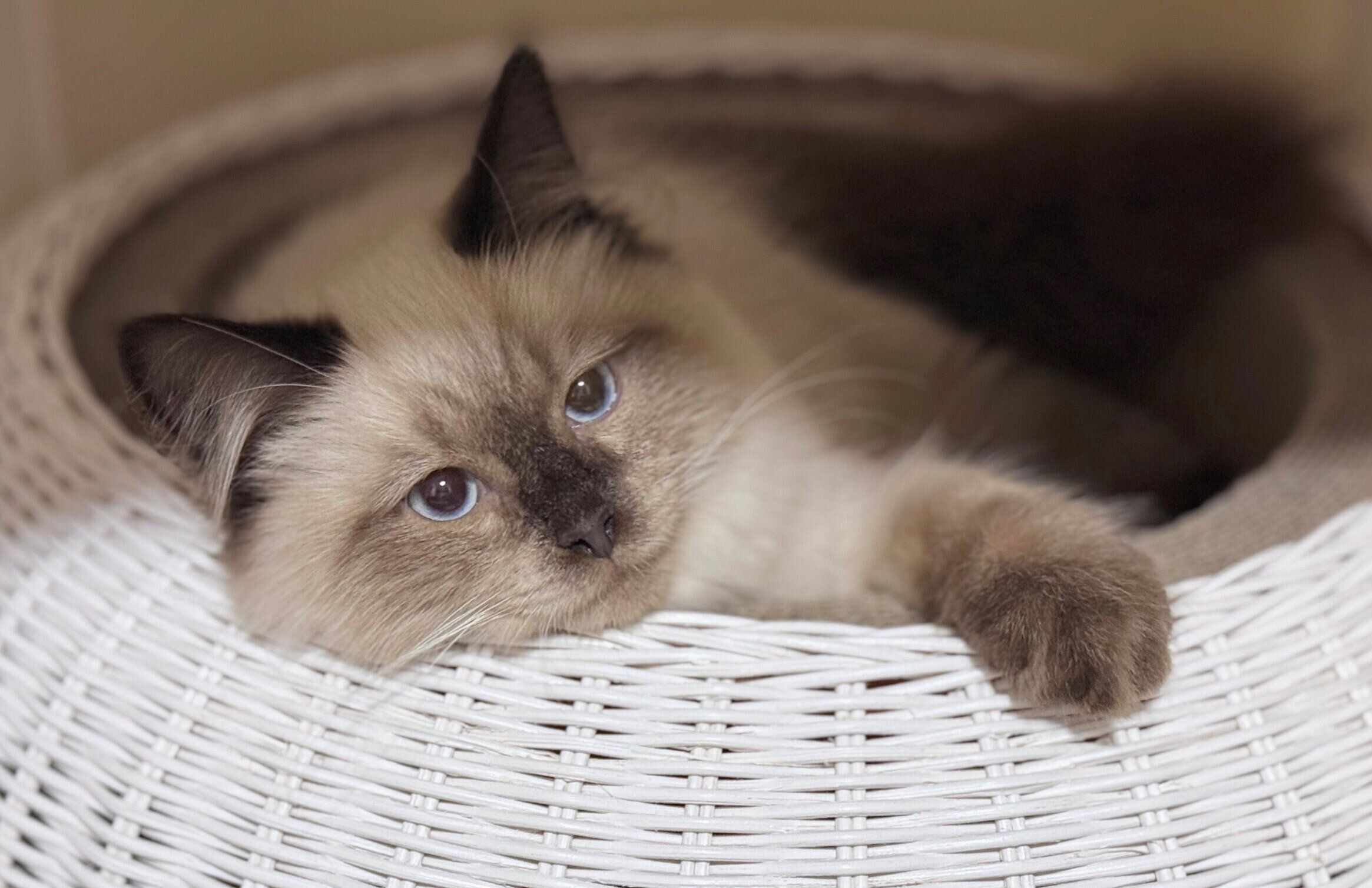 まったりするるねくん