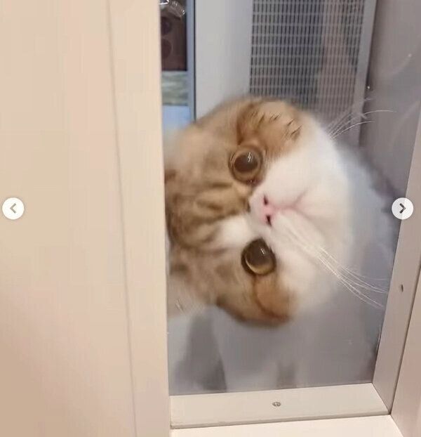 「開けろ〜」とアピールするよもぎくん