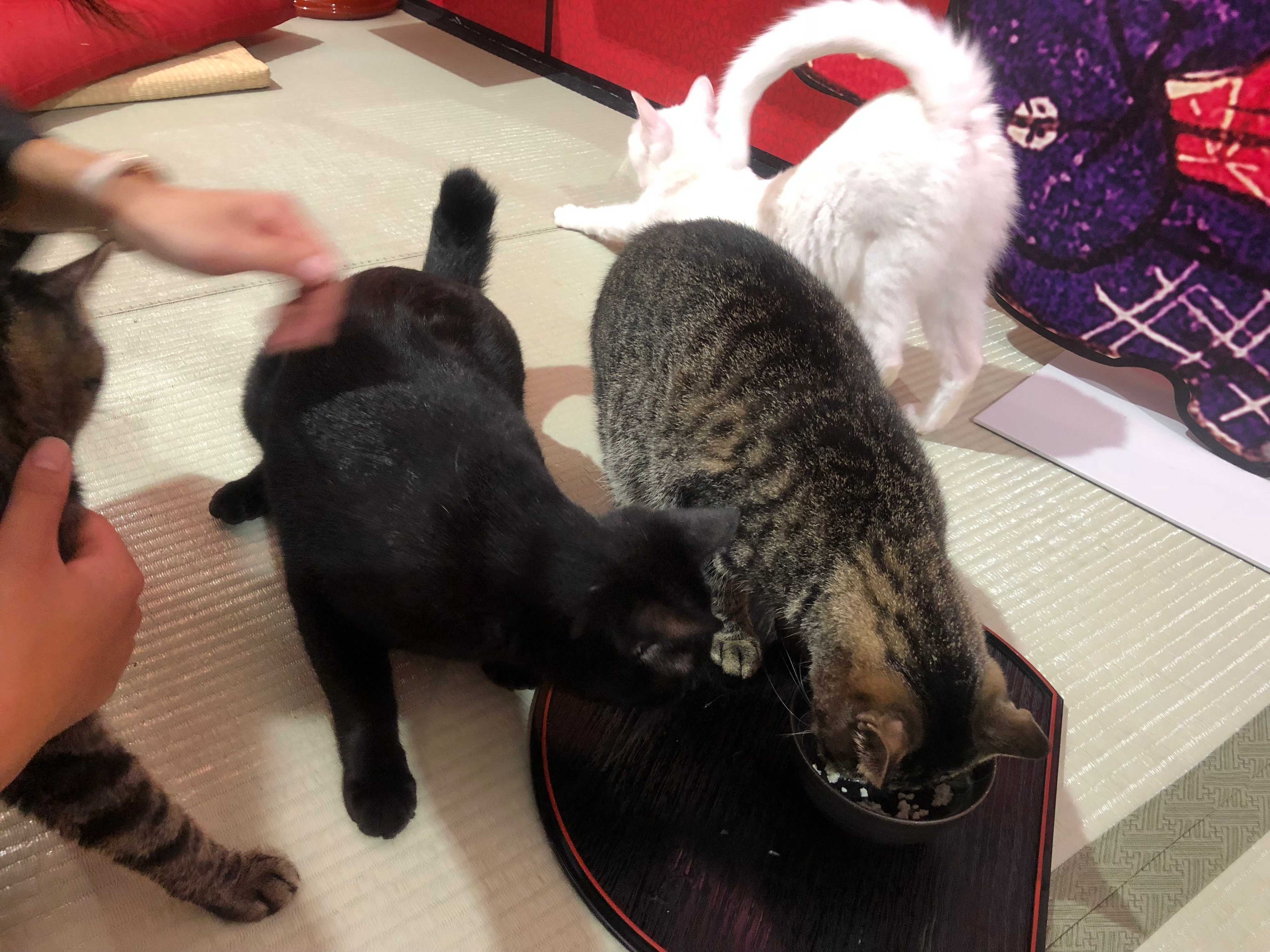 お茶漬けを奪い合う猫ちゃんたち