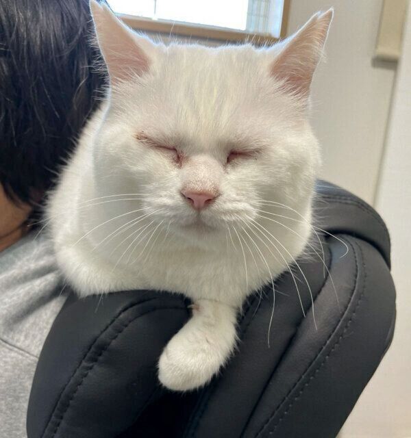 テレワーク中の猫ちゃん