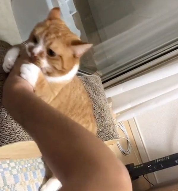 飼い主さんと遊ぶスコティッシュフォールド