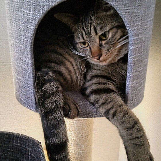 キジトラのハルくん