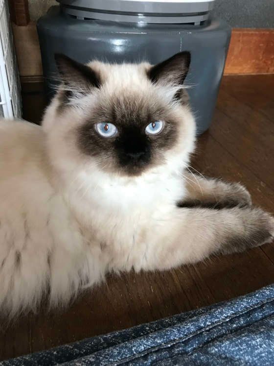 青い目のヒマラヤンのアグリーくん