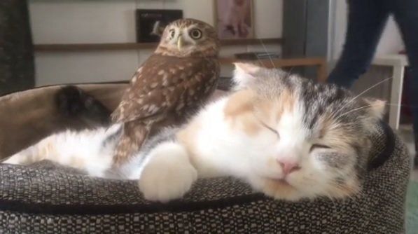 お昼寝中のマリモちゃんとフクちゃん