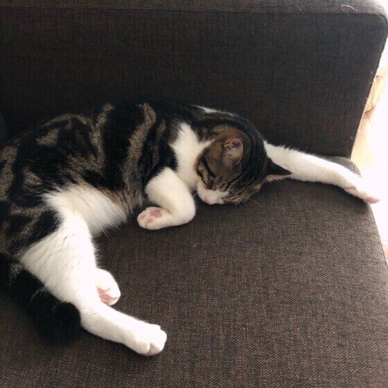 雷太　茶白　力尽き