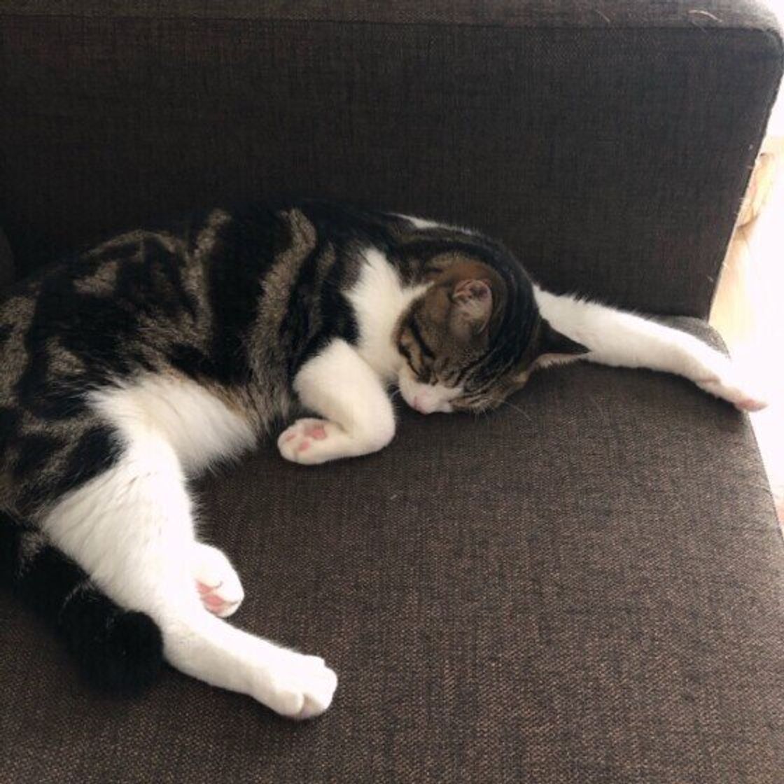 無防備すぎる猫 多数出没 猫が夏になると おだらけポーズ になる理由 ねこのきもちweb Magazine 無防備すぎる猫 多数出没 猫が夏になると おだらけポーズ になる理由 ねこのきもちweb Magazine