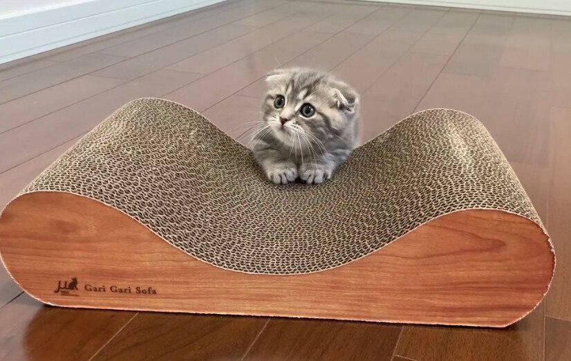 爪とぎの上に乗るたこやきくん