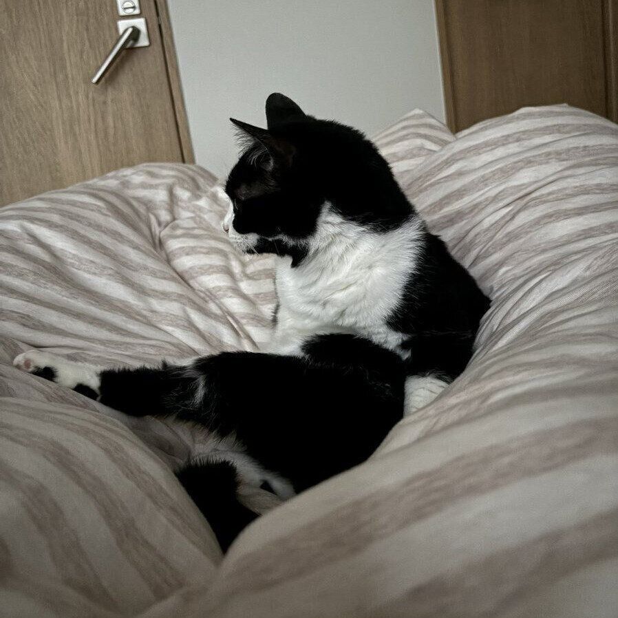 ベッドの上でくつろぎ続けるオリビアちゃん