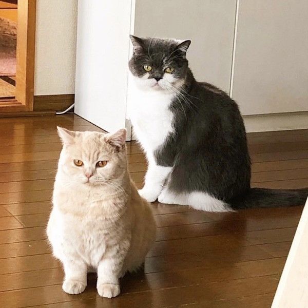 鼻ちゅーにゃんこ