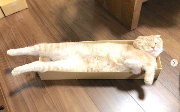 くつろぐスコティッシュフォールド