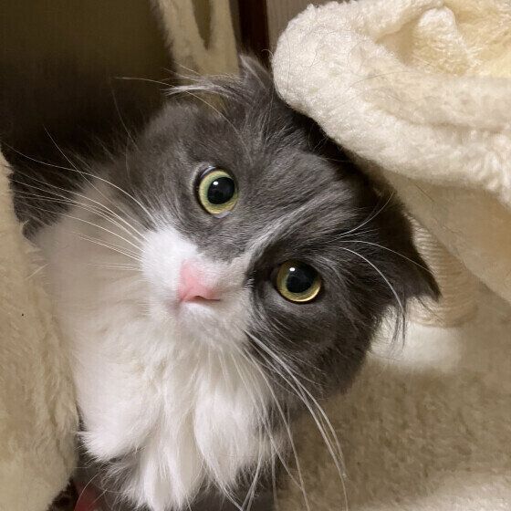 スコティッシュフォールド・ロングヘアのラテくん