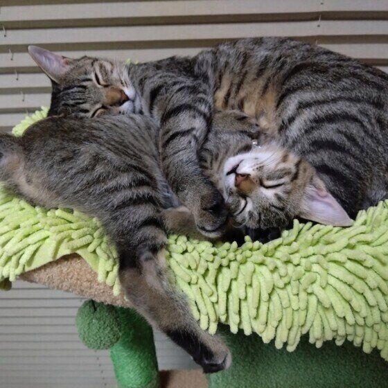 キジトラのらびちゃん