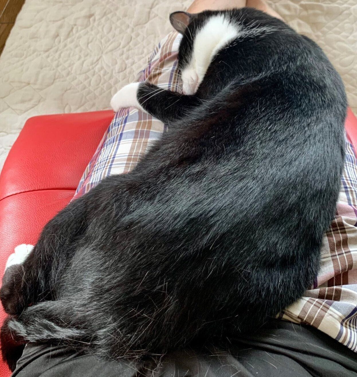 飼い主さんの膝の上で眠るカツオくん