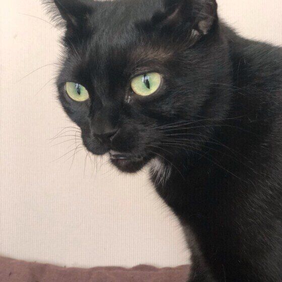 フレーメン反応中の黒猫バルちゃん