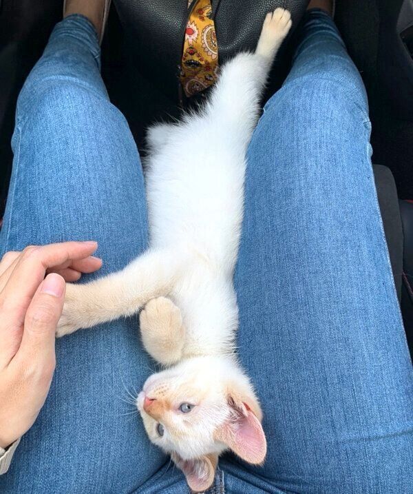 膝の上でくつろぐ子猫時代のテンくん