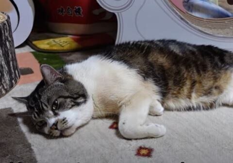 ねこ　リキちゃん