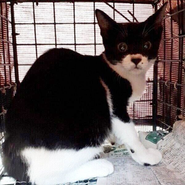 保護当時のモンドちゃん