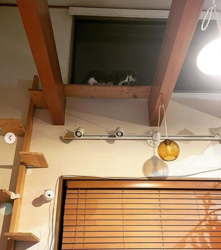 天井の柱につながる猫タワー2
