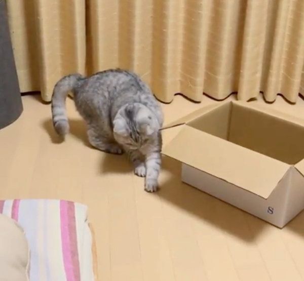 何かが見えているセルカークレックス