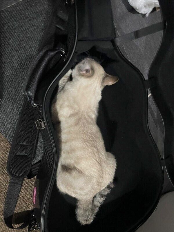 ギターケースに入るちゃぼくん