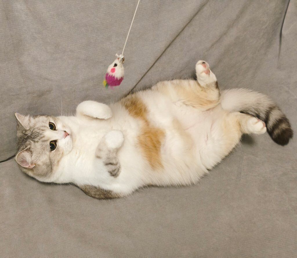 スキンシップよりもオモチャを追いかける遊びが大好きだというモコくん