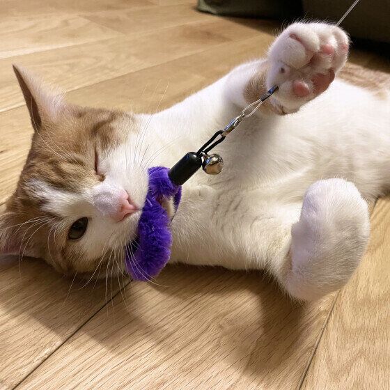 じゃらしで遊ぶ茶白MIXのエコーくん