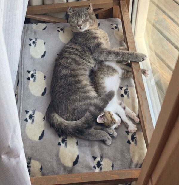 仲良く眠るころんちゃん、ねんねちゃん