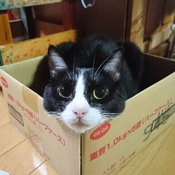 あご乗せするMix猫