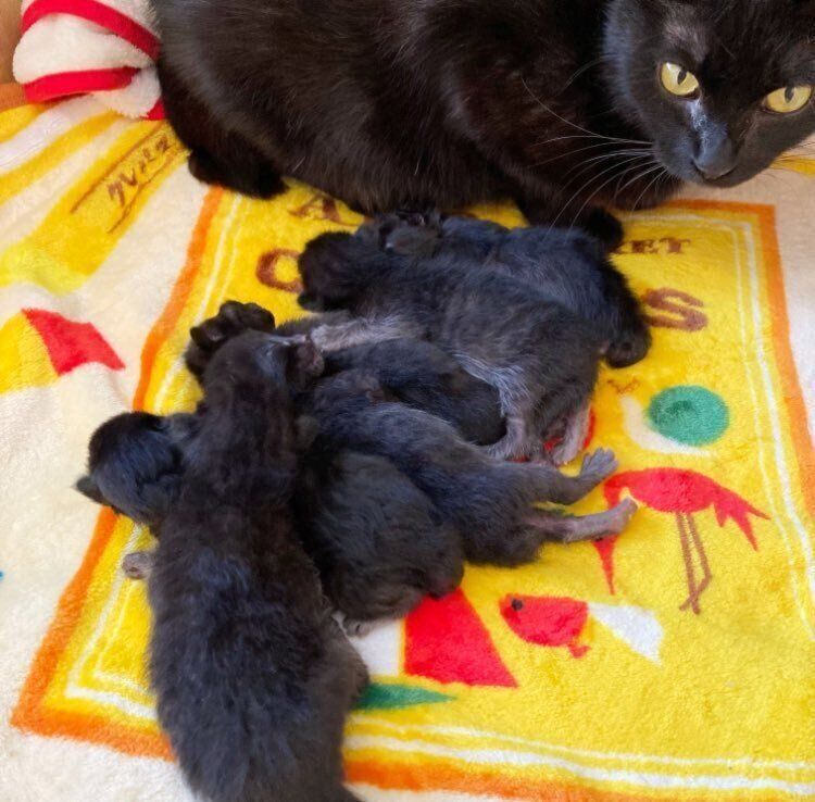 母猫と生まれたての6匹の子猫