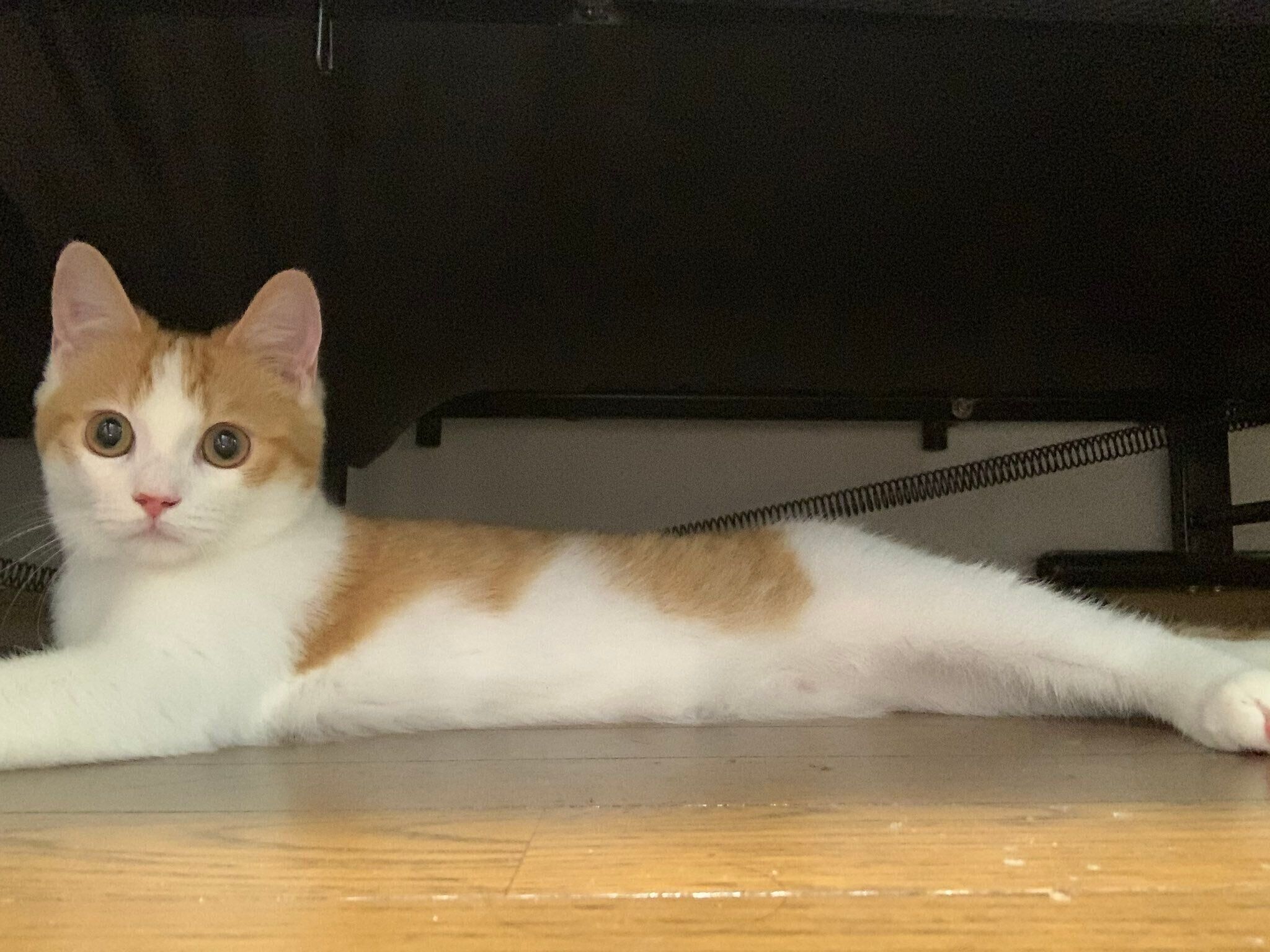 生後約5カ月のマンチカン