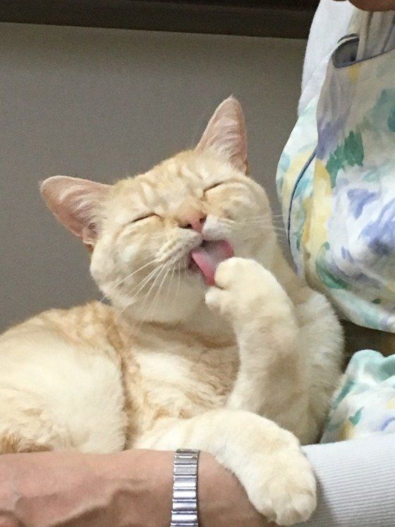 膝の上でくつろぐ猫