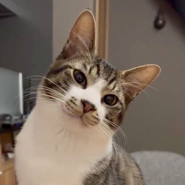 不思議な光景を見て、首をかしげるおかかくん