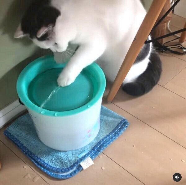 自動給水器の水で遊び始めるカツヲくん