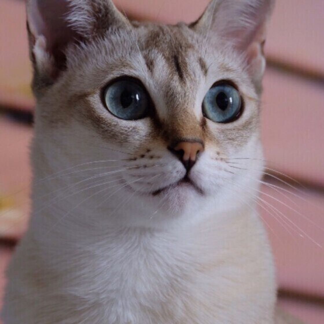 シンガプーラの特徴と飼い方 可愛い画像いっぱい ねこのきもち 猫図鑑 ねこのきもちweb Magazine シンガプーラの特徴と飼い方 可愛い画像いっぱい ねこのきもち 猫図鑑 ねこのきもちweb Magazine