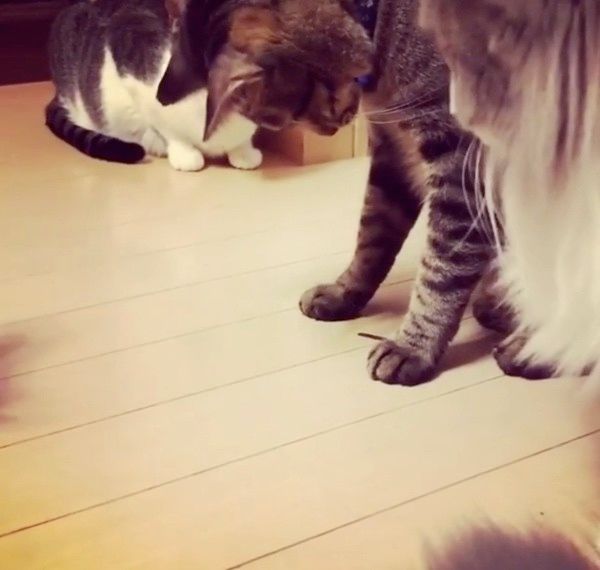 虫が気になる猫