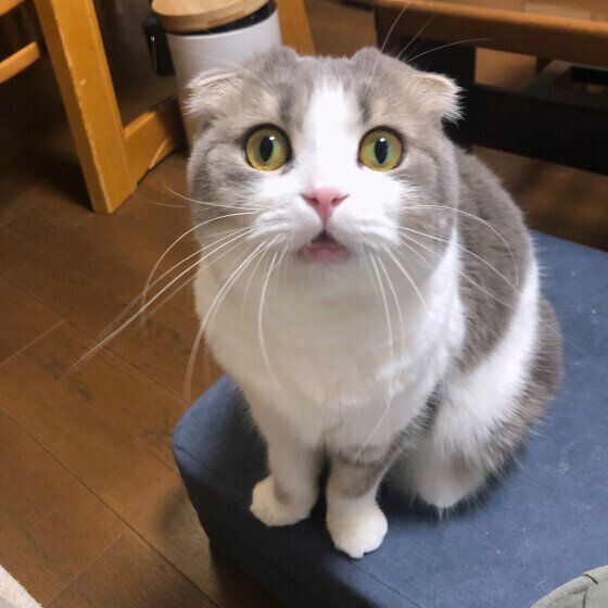 スコティッシュフォールド　ごはん待ち
