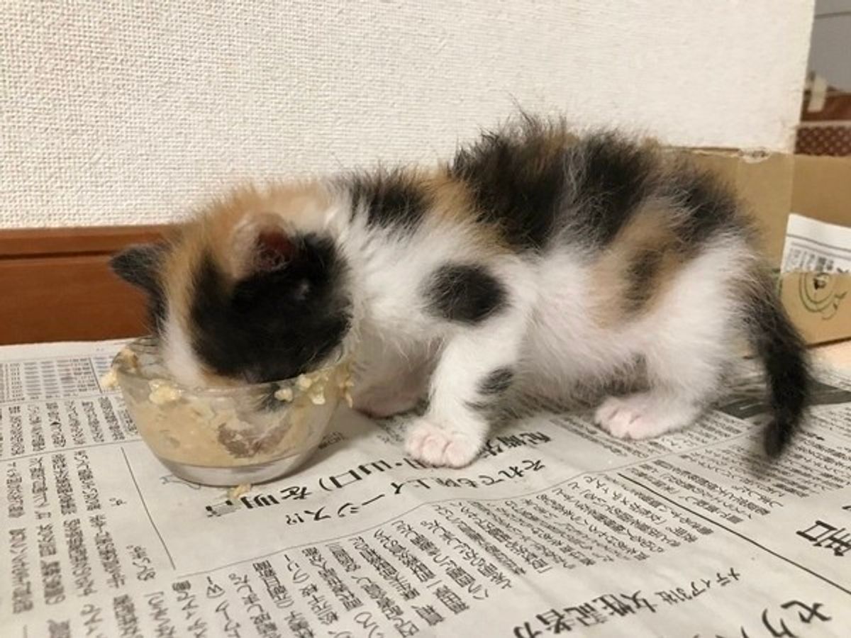 猫カフェスタッフに 猫の 傾向 を聞きました ねこのきもちweb Magazine 猫カフェスタッフに 猫の 傾向 を聞きました ねこのきもちweb Magazine