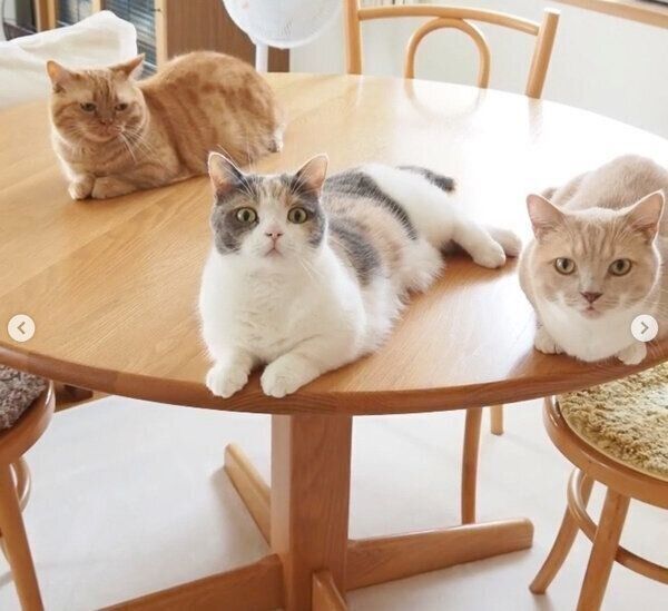 くつろぐココちゃん、ネネちゃん、ララちゃん