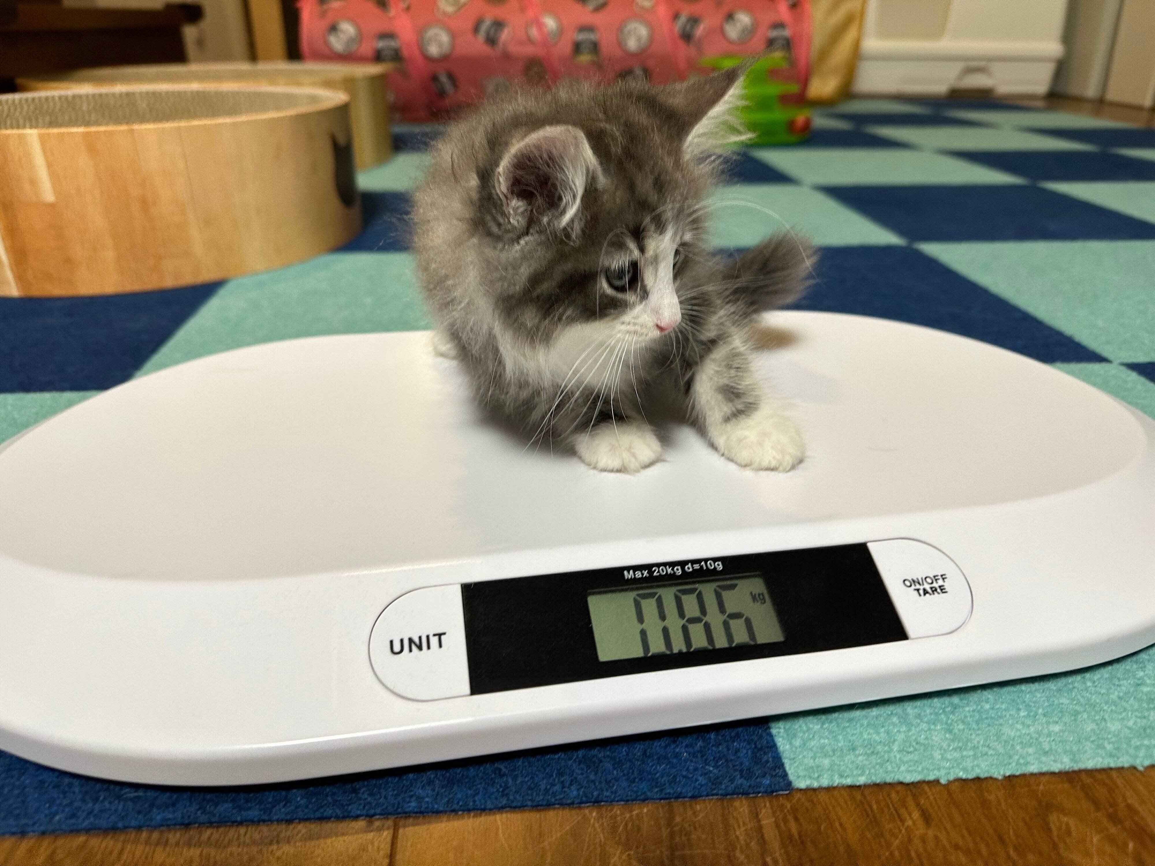 お迎え当日のクレくん