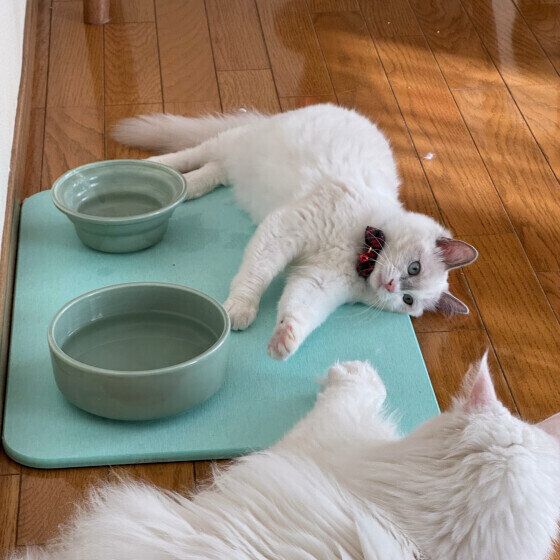 ラグドールの不二子ちゃん