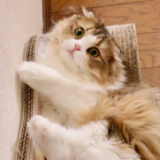 見つめるスコティッシュフォールド・ロングヘア