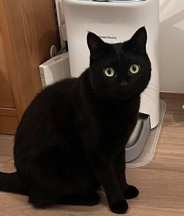 ゴハンを食べたのにまだ要求するクロタくん